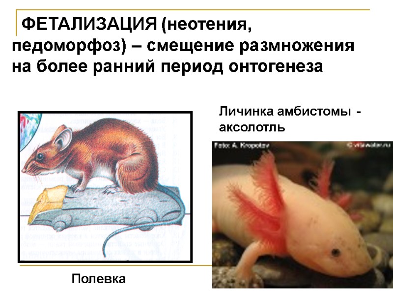 ФЕТАЛИЗАЦИЯ (неотения, педоморфоз) – смещение размножения на более ранний период онтогенеза Личинка амбистомы - ФЕТАЛИЗАЦИЯ (неотения, педоморфоз) – смещение размножения на более ранний период онтогенеза Личинка амбистомы -